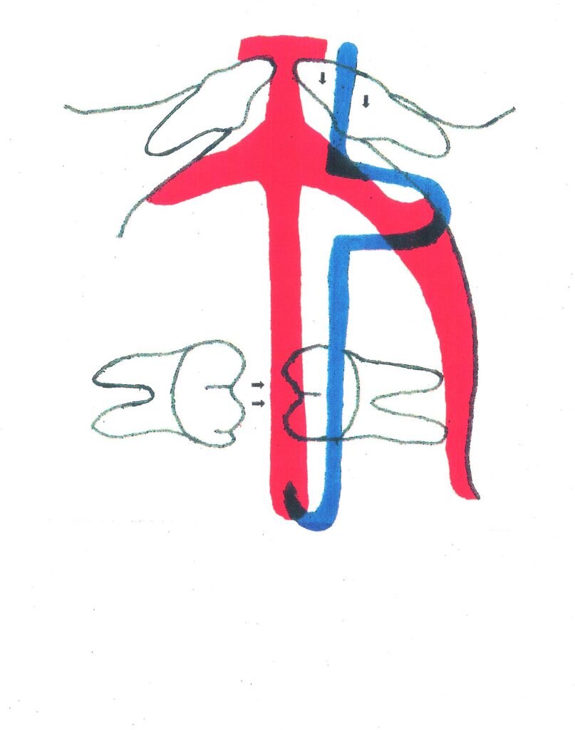 カマクラデントフェイシャルオーソピディクス・山本歯科・矯正で開発されたヤマモネータの作用機序