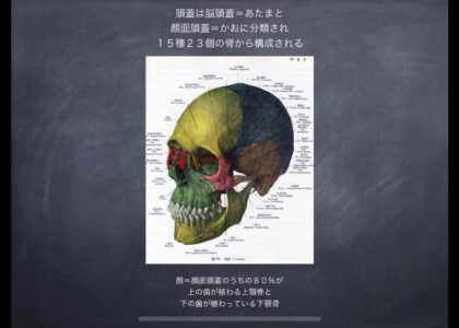 美しい顔を創る生命の結晶=歯の秘密