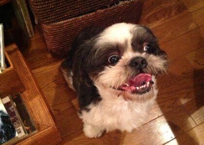 セファロの目的 A) 形態分析による矯正歯科診断・抜歯基準・矯正治療方針の立案