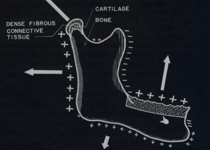 セファロを駆使したヒトの成長発育の研究から見えてきたこと