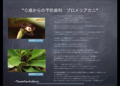 「井の中の蛙は知ってましたが葉っぱの中のコップ１杯の水が住処の大所帯蟹は知らなかった！」