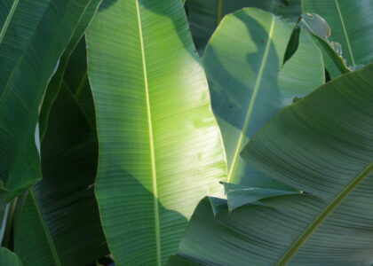 「ひとはまだ本当の矯正治療を知らない！＝矯正歯科鎌倉 dentofacoで矯正歯科専門医による価値ある本当の矯正治療で改善可能な点　４）−３) 生涯にわたる幸せの観点から」