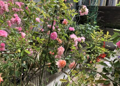 ひとはまだ本当の矯正治療を知らない！＝矯正歯科鎌倉dentofaco 矯正歯科専門医による価値ある本当の矯正治療で改善可能な点19) 消費税増税がいらなくなる＝社会学的意義