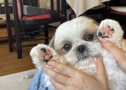 YouTube はじめました！