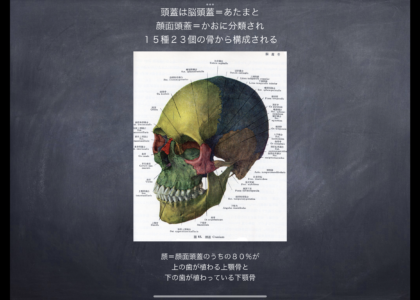 顔の骨の8割が歯が生えている上顎骨と下顎骨セファロ診断通りにデザインすれば美しくならないはずがない